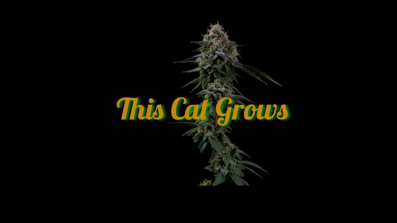 Super Lemon Dragon Bud Shot by Grow Cat