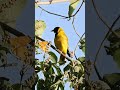 African Black-Headed Oriole Singing #shorts