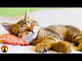 🔴 Relaxing Sleep Music 24/7, Sleep Meditation, Yoga,  Meditation, Calming Music, Study Music, Sleep