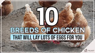 10 Breeds of Chicken That Will Lay Lots of Eggs for You by The Happy Chicken Coop 57,076 views 5 months ago 9 minutes, 12 seconds