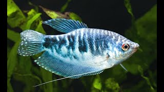 Fish disease case nr. 353 Tricho or Gourami with skin and gill flukes and bacterial infection