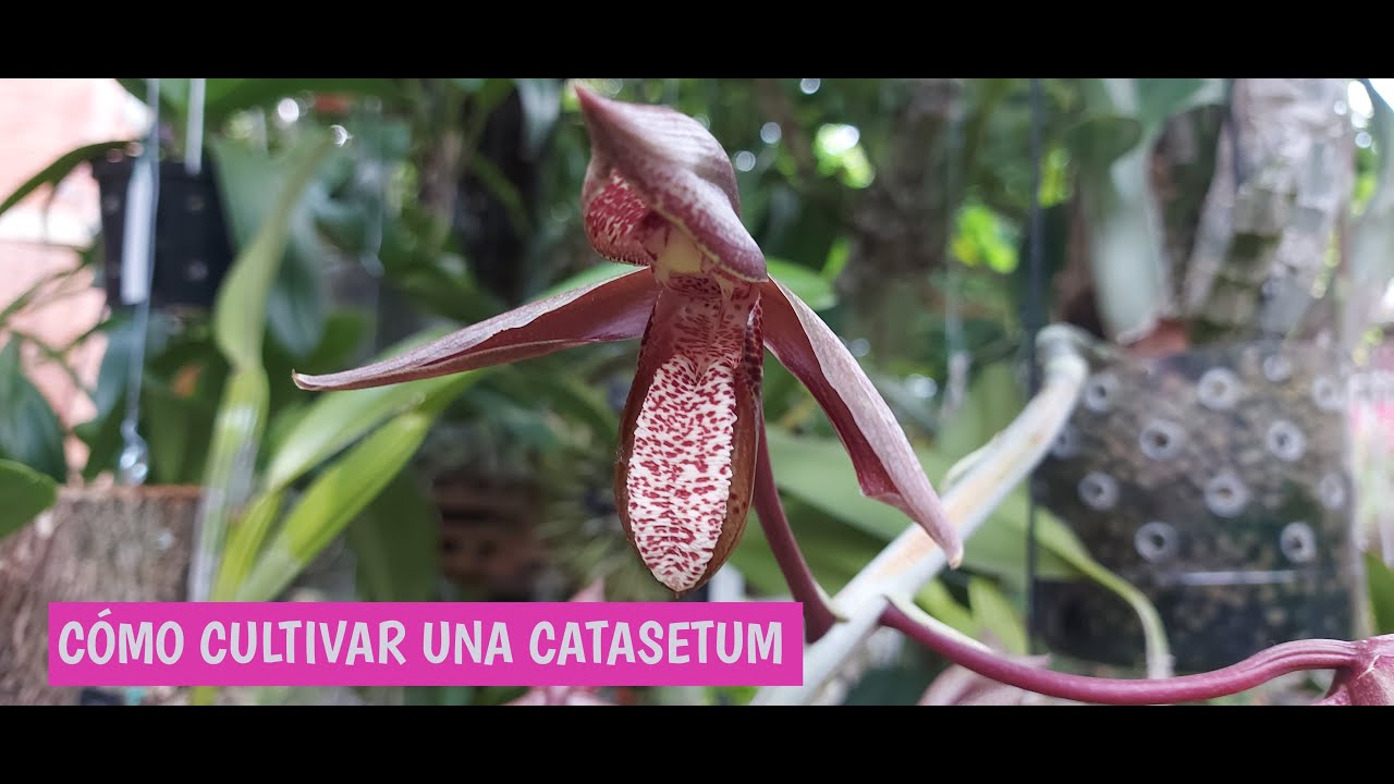 CÓMO CULTIVAR UNA CATASETUM