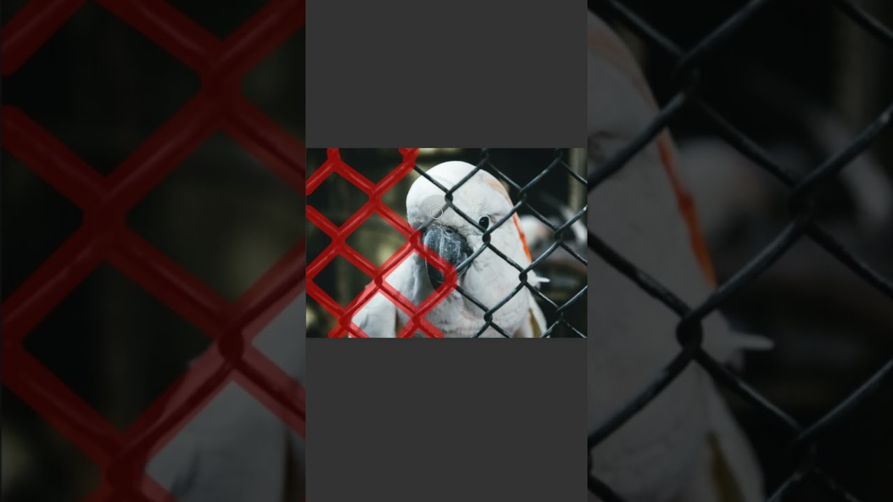 how to remove fences in photoshop | Cleangraphic