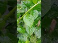 Harvesting  my  vegetables #shortsviral #shortsfeed #shorts short#nature