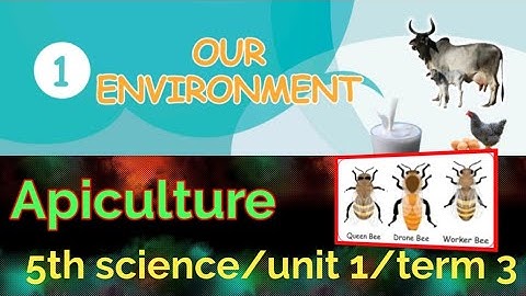 Our environment- Apiculture/5th standard/ science /unit 1 /term 3 /samacheer kalvi.