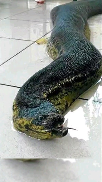 Download lagu Fakta Unik Ular Kadut Monster #viral #ular #monster