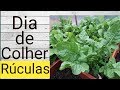 Chegou o dia de colher Rúculas, quem gosta? Adoro !!!