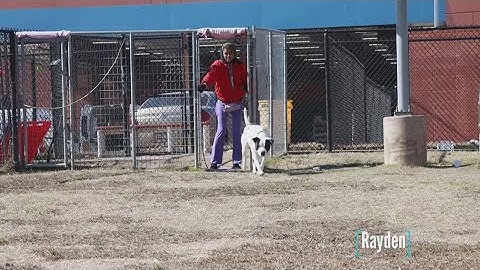 Tailwaggers: Meet Rayden