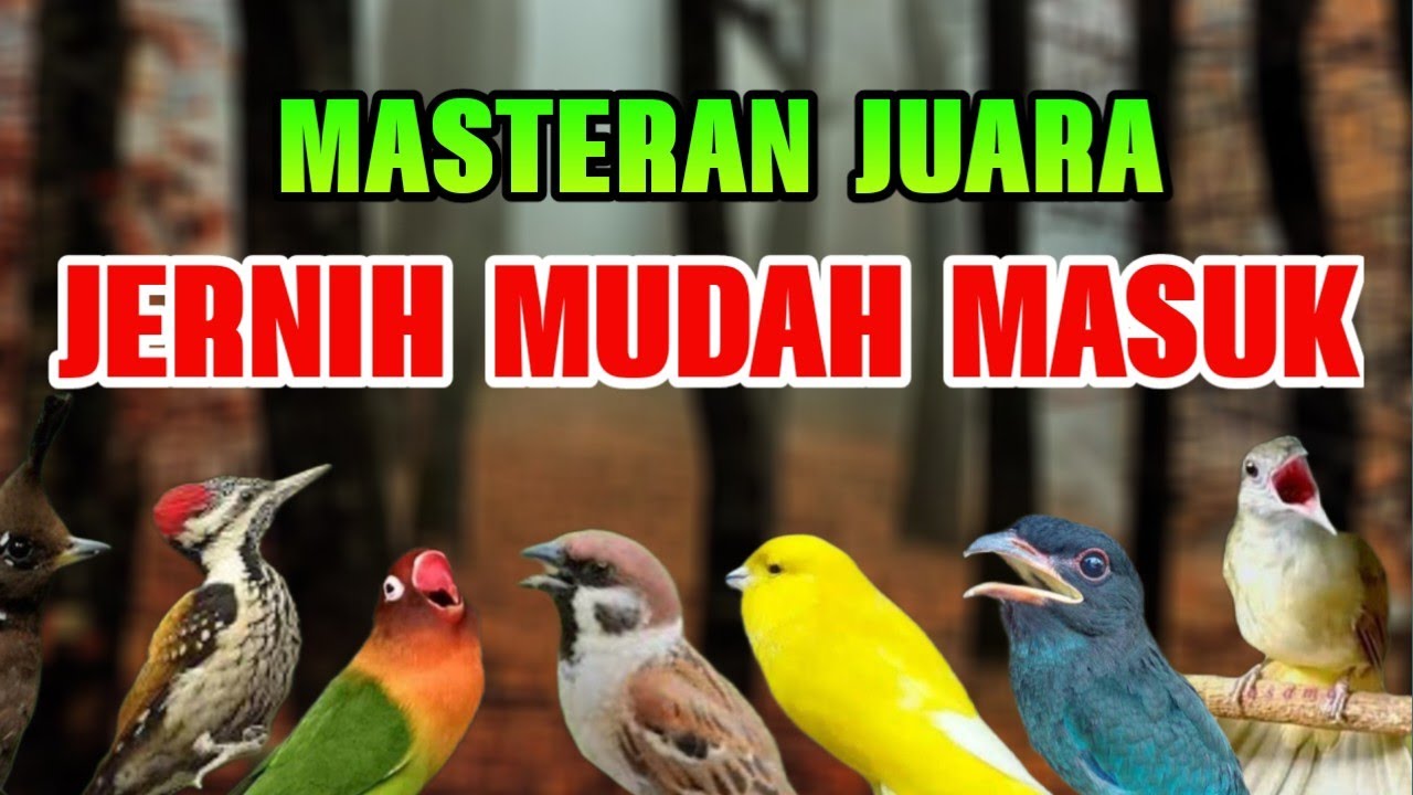 MASTERAN MURAI BATU JUARA MATERI LENGKAP SUARA JERNIH