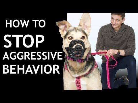 pet training behavior