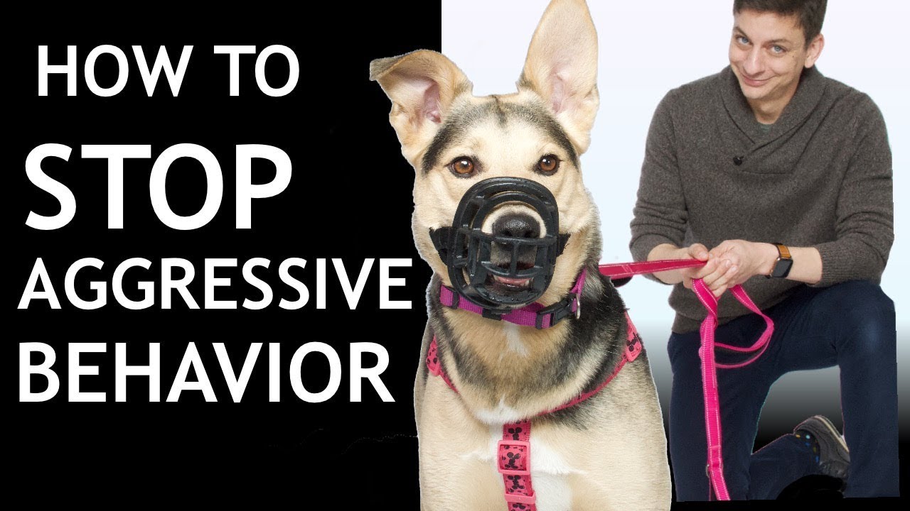 How to Stop Dog Aggression Towards Humans: Ultimate Guide