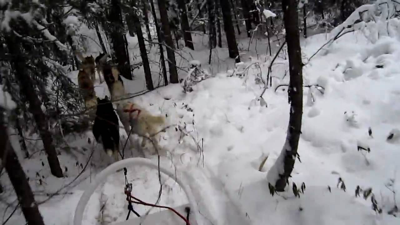ALASKAN MALUMUTE HUSKY DOG SLEDDING MUSHING MINNESOTA TRAIL BREAKING