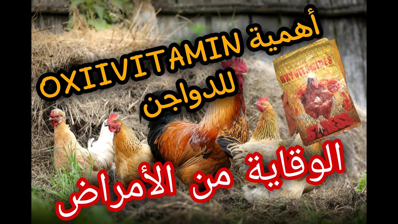 أهمية OXYVITAMINES للدواجن، الوقاية من الأمراض، ورفع المناعة للدجاج.
