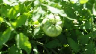 Heirloom Tomato Garden Pt. 1  2013
