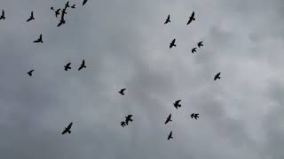 Zülfü Livaneli-Özgürlükkısa Video