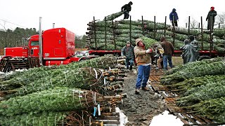 How Christmas Tree Farming and Harvesting - Christmas Tree Farm - Christmas Tree Cultivation