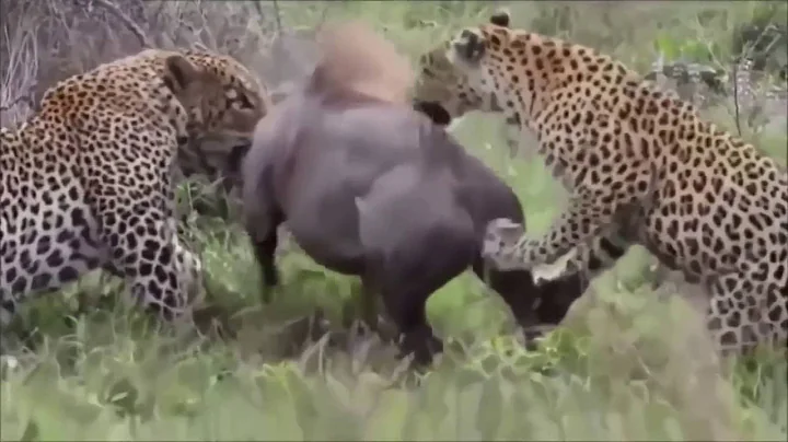 Wild Animal Attacks   Wild Boar Vs Tiger, Jaguar, Crocodile   CRAZIEST Animal Fights