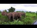 Ataque de un elefante en Sri Lanka