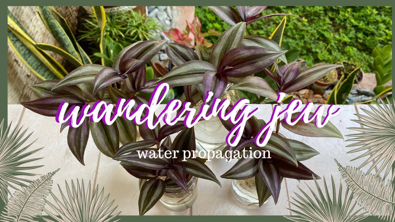 the wandering jew in tagalog