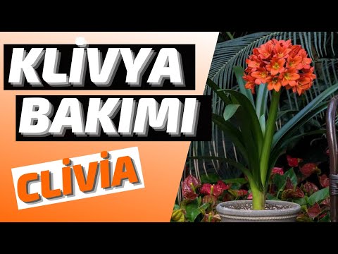 Video: Clivia Bitki Sorunları – Clivia Bitki Hastalıkları ve Sorunlarını Giderme