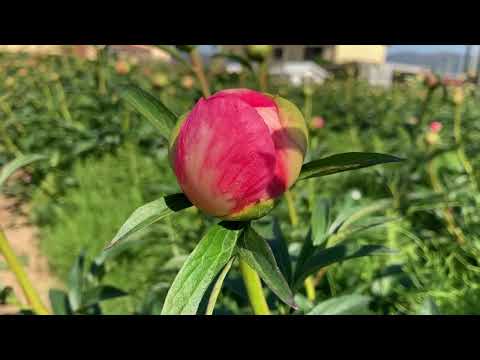 Fondo Sviluppo Soci - Flora Toscana