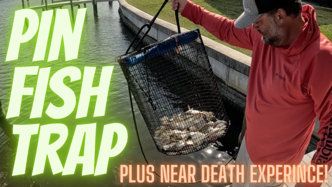 How I trap Pinfish - CAN A PIN FISH KILL YOU? You're not going to