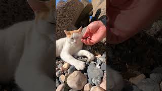 【cat】ほっぺたを触るとカプリと噛んでくる猫