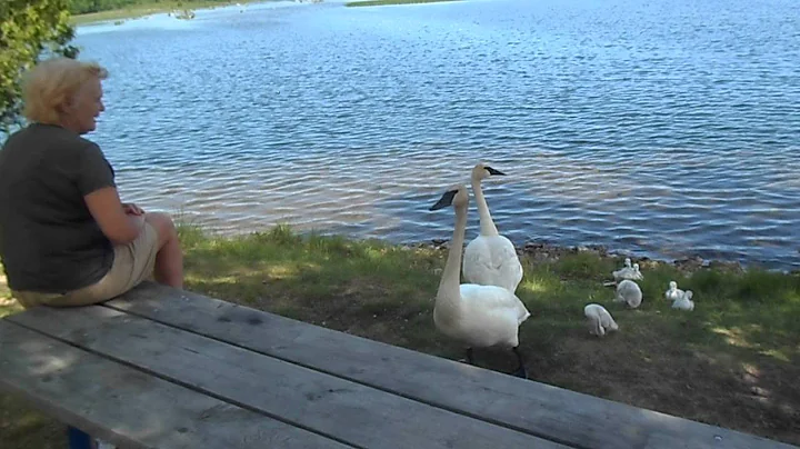mom vs swans
