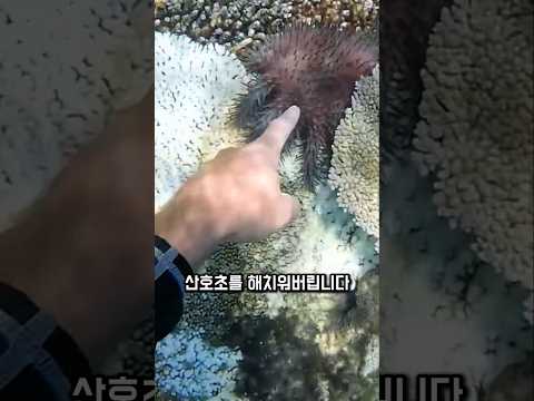 불가사리'를 확실히 없애는 법 thumbnail