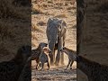 Elephant calf defending itself against hyenas