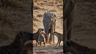 Elephant calf defending itself against hyenas