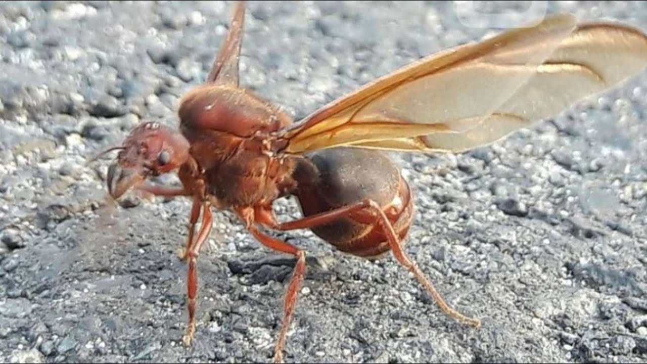 Conoce más sobre la venta de los hongos y Zompopos de mayo YouTube