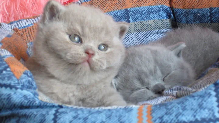 Video 738761: british shorthair lilac boy, litter