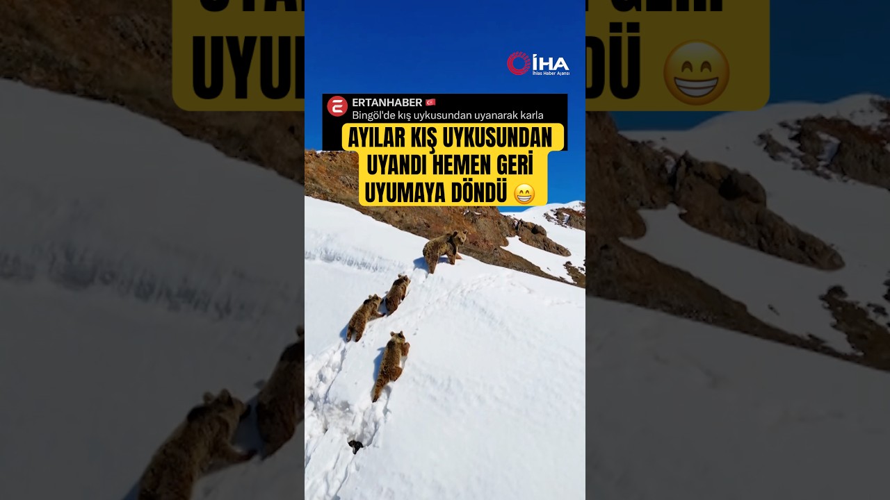 Kış uykusundan uyanan ayılar geri uyumaya döndü #bear #animals #bingöl #hayvanlar