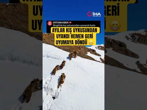 Kış uykusundan uyanan ayılar geri uyumaya döndü #bear #animals #bingöl #hayvanlar