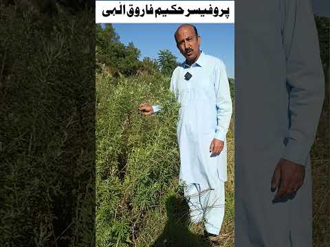 افسنتین رومی