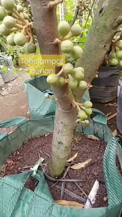 durian bisa berbuah di tabulampot #pertanian #budidaya #tabulampot #shortvideo