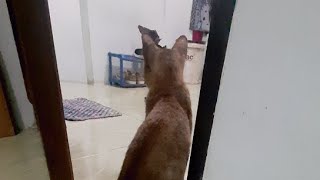 Kucing LIAR Pintar Gemessin screenshot 1