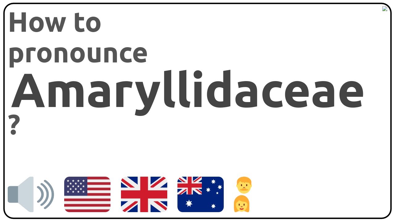 How to pronounce Amaryllidaceae in english? - YouTube