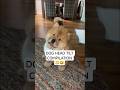 These Dogs is Broken 😂❤️ | Dog's Funny Head Tilt Compilation #puppy #dogs