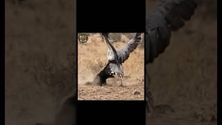 सेक्रेटरी बर्ड का प्रागैतिहासिक हथियार और हनी बेजर का पागलपन