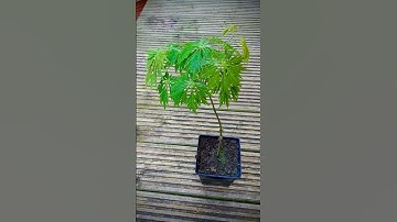 Japanese Full Moon Maple - Green Snowflake