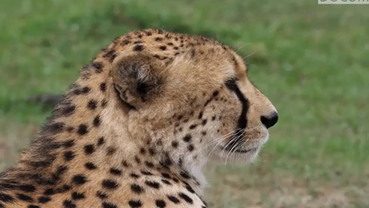 Life or Death: Predator vs Prey in the African Savannah | Wild Animal Documentary