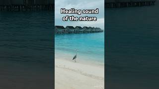 If you are missing the sound of the ocean #ocean #acousticwave #soundscape #animals #waves