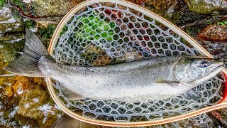 East Side Lake Superior Tributary COHO Salmon Part 2 - FALL RUN Salmon In Algoma Region Rivers