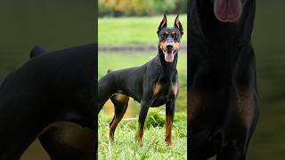 Pitbull ka khauf @Dogeshbhai2580 # #pitbull #shorts #videos #americanbully kaisa laga coment bataye.