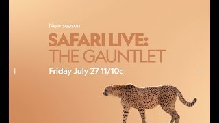 safariLIVE The Gauntlet comes to you LIVE from the African wilderness on Nat Geo WILD