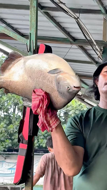 LOMBA MANCING IKAN BAWAL 😘