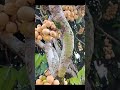 Garden life with fruits #fruithospital #indoorplants #garden #orangepeeling #gardening