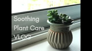Soothing Plant Care Vlog | YJ ASMR
